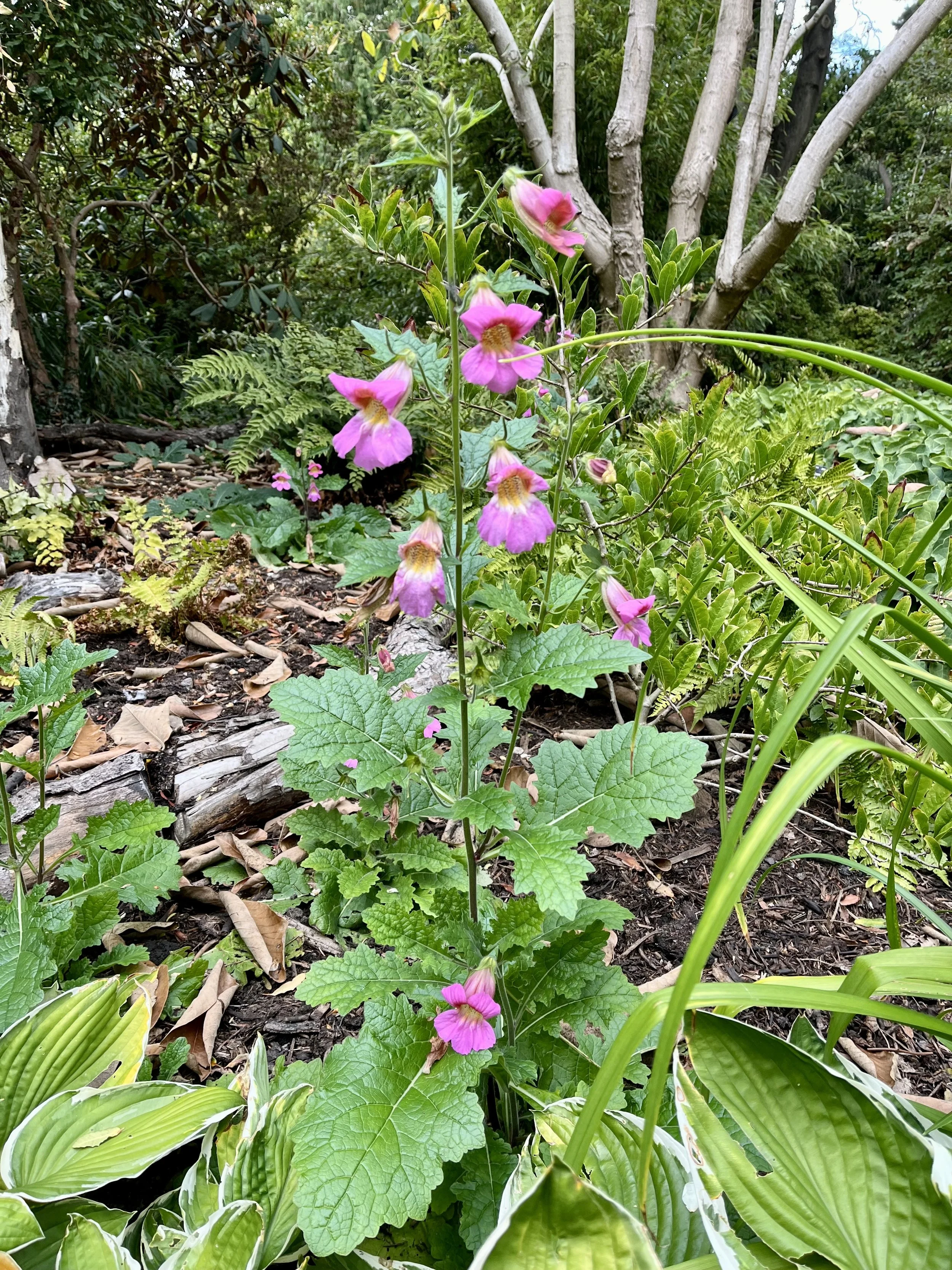 Rehmannia elata — Friends of the Botanical Gardens Sheffield